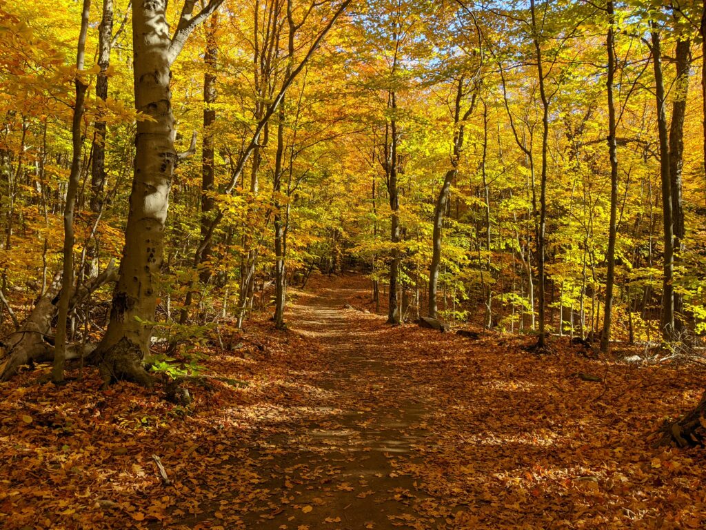 Couleurs d’automne au Mont St Hilaire